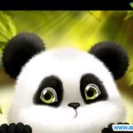 熊猫 Live Wallpaper