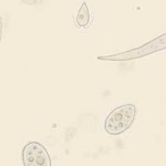Swampwater 水中微生物 Live Wallpaper
