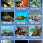 香港鱼类 分类